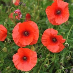 Meet your Posher, Shauna